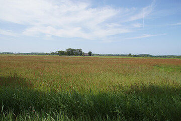 Dutch grassland overgrown with flowering sorrel (Rumex acetosa) in spring. Dunes in the distance. Horizon.