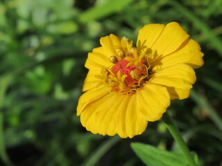 Zbliżenie na kwiat cynii ozdobnej