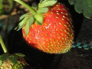 Zbliżenie na owoce truskawki © Kumulugma