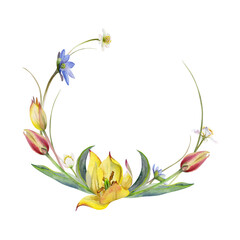 Spring flowers, white forest anemone primrose, grass, yellow and red tulip, blue hepatica forget-me-not, hand drawn in watercolor. Wreath frame illustration, for wedding, florist shop, stationery.