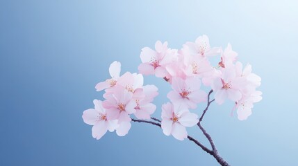 Fototapeta premium Delicate pink cherry blossoms against a soft blue background.