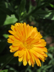 Zbliżenie na kwiat rośliny z gatunku nagietek