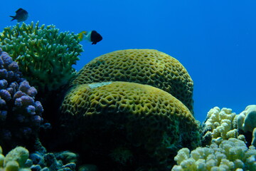 Undersea coral reef view, Red Sea, Egypt, Sharm El Sheikh, Montazah Bay