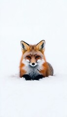 Obraz premium A red fox resting in the snow, showcasing its vibrant fur against a white backdrop.
