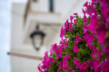 Purple geranium flower plan in bloom in a urban facade background