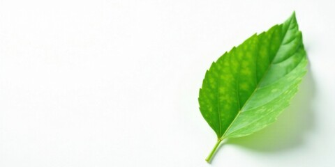 Obraz premium Single Green Leaf on White Background, Perfect for Nature Designs