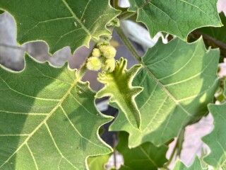 Solanum stramonifolium Jacq. in the garden