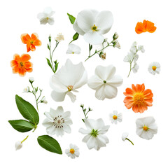 assorted white and orange flowers flat lay isolated on a white background