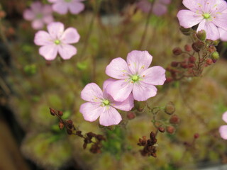 Zbliżenie na kwiat rośliny z gatunku pygmy drosera © Kumulugma