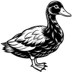 illustration of a duck