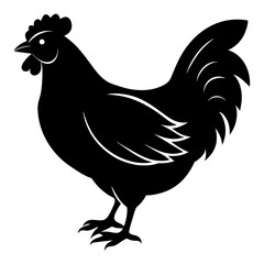 rooster isolated on white background