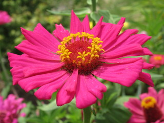 Zbliżenie na kwiat rośliny z gatunku cynia © Kumulugma