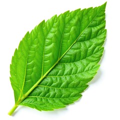 Obraz premium Fresh neem leaf with intricate veins on a white background, plant, garden, tree
