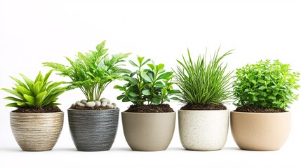 Obraz premium Variety of Indoor Potted Plants in Elegant Clay Pots Displayed