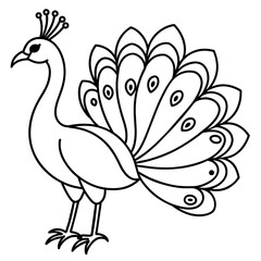 peacock illustration