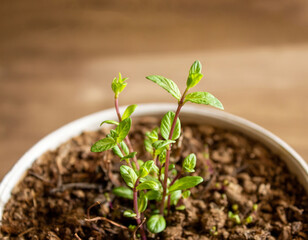 Mint growing in a pot ornamental plant for planting in spring