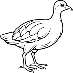 illustration of a bird