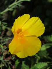 Zbliżenie na kwiaty rośliny z gatunku Eschscholzia californica © Kumulugma