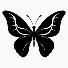 butterfly illustration