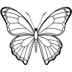 butterfly illustration