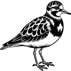 illustration of a bird