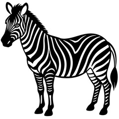 zebra vector illustration
