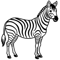 zebra vector illustration