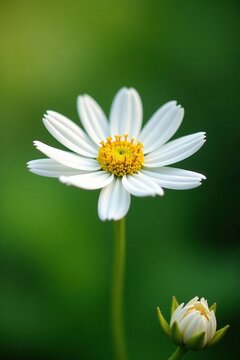 White lace flower Orlaya grandiflora in garden, summer flowers, orlaya grandiflora