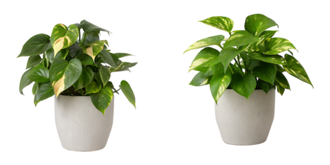Golden pothos or Epipremnum aureum in pot on white background PNG.AI GENERATED