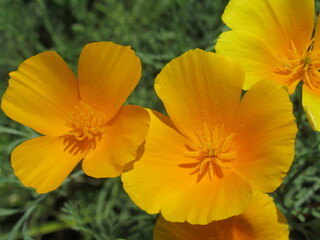 Zbliżenie na kwiat rośliny z gatunku Eschscholzia californica