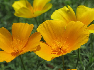 Zbliżenie na kwiaty rośliny z gatunku Eschscholzia californica