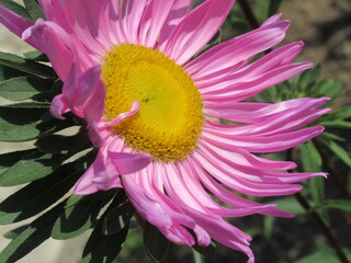 Zbliżenie na kwiat rośliny z gatunku aster © Kumulugma
