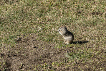 Gopher (Latin Spermophilus) is genus of rodents of squirrel family . Gopher stands on its hind legs and eats. There is green and dry grass around gopher. October 2024. Kabardino-Balkaria. Chegem.