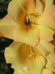 Zbliżenie na kwiat rośliny z gatunku Gladiolus © Kumulugma