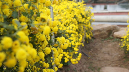 Obraz premium Vibrant Yellow Chrysanthemum Flowers in a Row