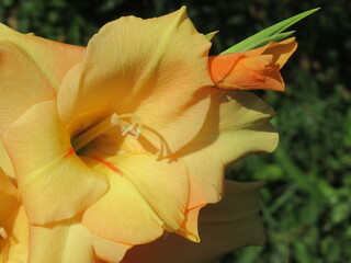 Zbliżenie na kwiat rośliny z gatunku Gladiolus © Kumulugma