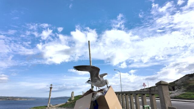 Una gaviota intentando comer de un contenedor de basura.