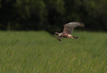 Pied Harrier, young Pied Harrier, flying in search of food in Thailand.