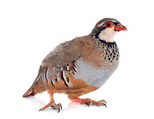 French Partridge, Alectoris rufa