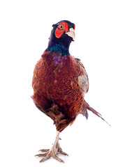 Male European Common Pheasant