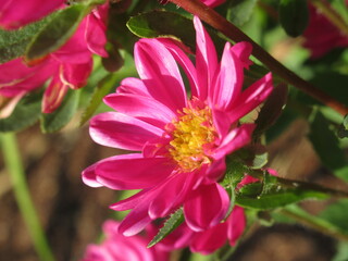 Zbliżenie na kwiat rośliny z gatunku aster © Kumulugma