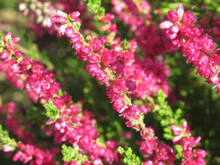 Zbliżenie na kwiaty wrzosu © Kumulugma