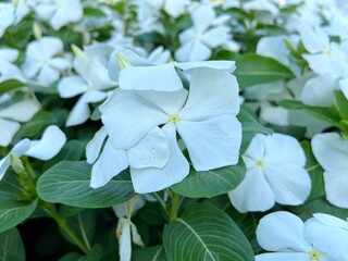 White Madagascar periwinkle flowers in a park