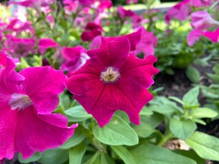 Close-up of a pink Petunia flower.