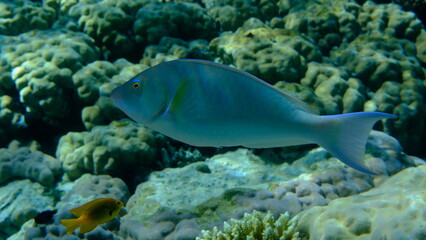 Candelamoa parrotfish or longnose parrotfish (Hipposcarus harid) undersea, Red Sea, Egypt, Sharm El Sheikh, Montazah Bay