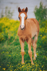 little red foal standing on a background of green grass and yellow flowers.  Portrait of a thoroughbred colt grazing in a meadow. beautiful portrait of a pretty young chestnut foal. 