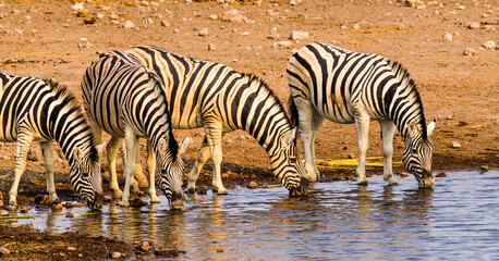 Group of Zebras drining at a Waterhole, Namibia, Africa