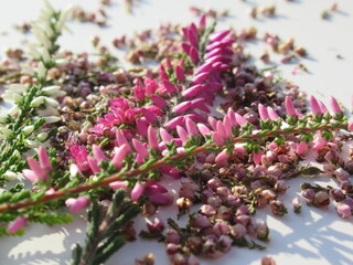 Zbliżenie na jesienne kwiaty przygotowane do suszenia © Kumulugma