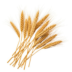Wheat stalks, white background