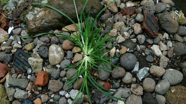 Footage of A clump of Eleusine indica grass growing among pebbles and a brick. Simple nature scene.